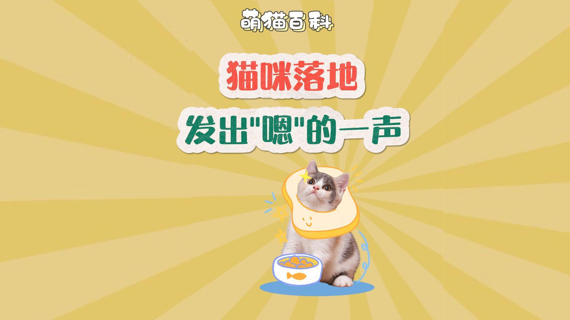 猫咪音频下载免费-(猫咪网官方破解版下载)